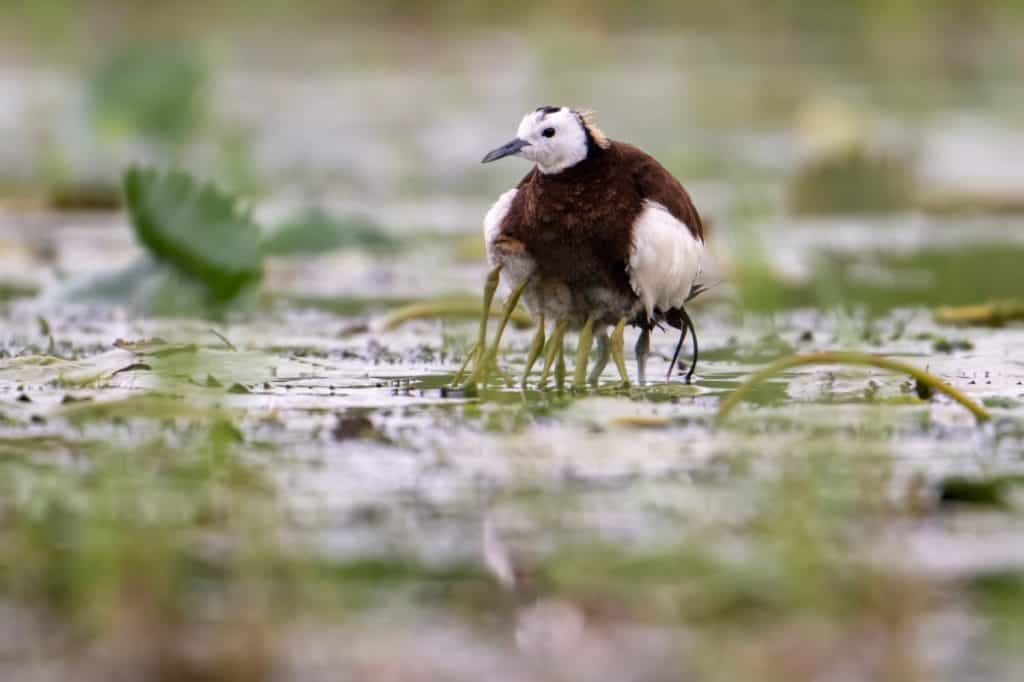 Pheasant tailed jacana keeping his chicks under his wings to warmup in rainy day