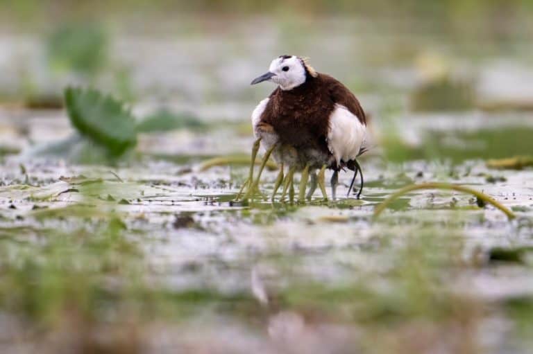 Pheasant tailed jacana keeping his chicks under his wings to warmup in rainy day