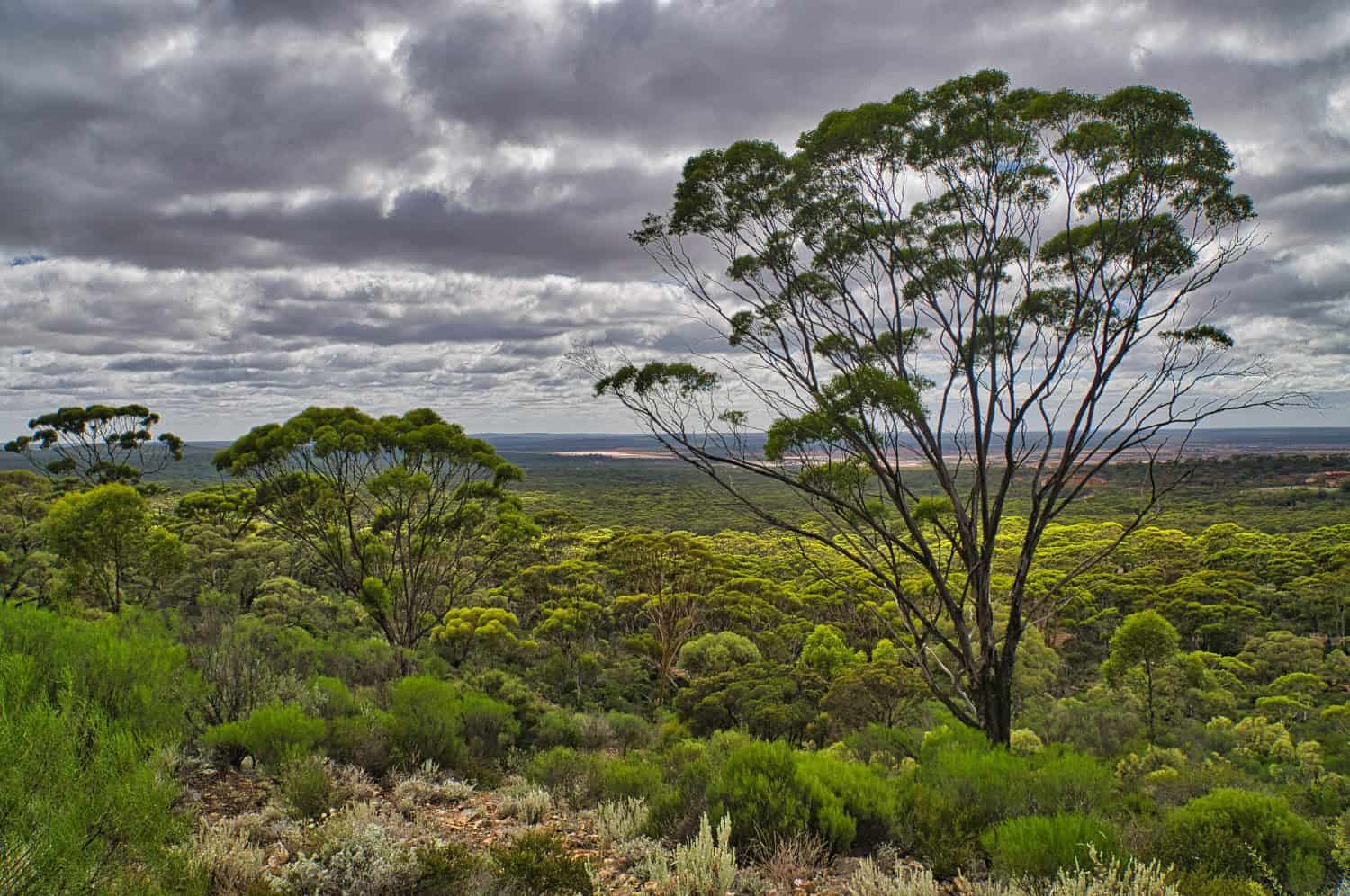 View of the Great Western Woodlands near Norseman, Western Australia. In the foreground a superb specimen of the Dundas Blackbutt (Eucalyptus dundasii).