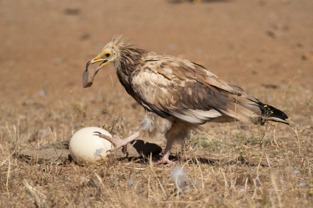 Egyptian vulture using a stone to crack an egg