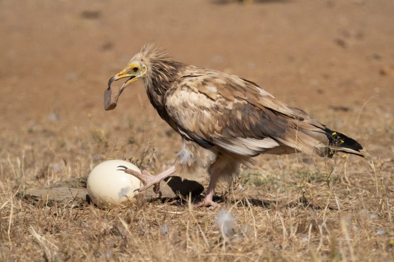 Egyptian vulture using a stone to crack an egg