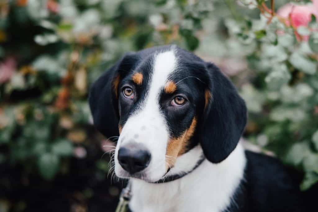 Drever dog breed puppy outside