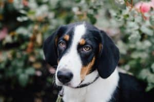 Drever dog breed puppy outside