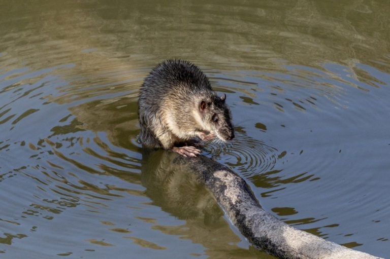 Australian Water Rat resting on river log
