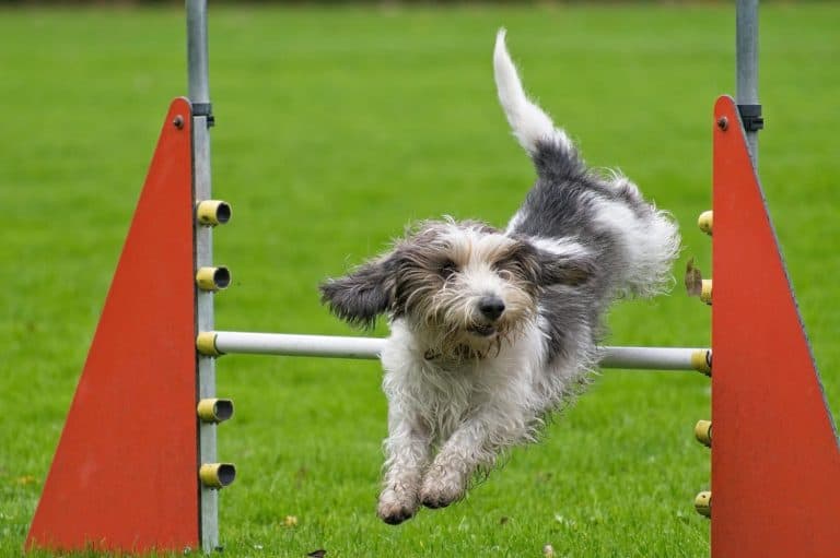 Petit Basset Griffon Vendéen