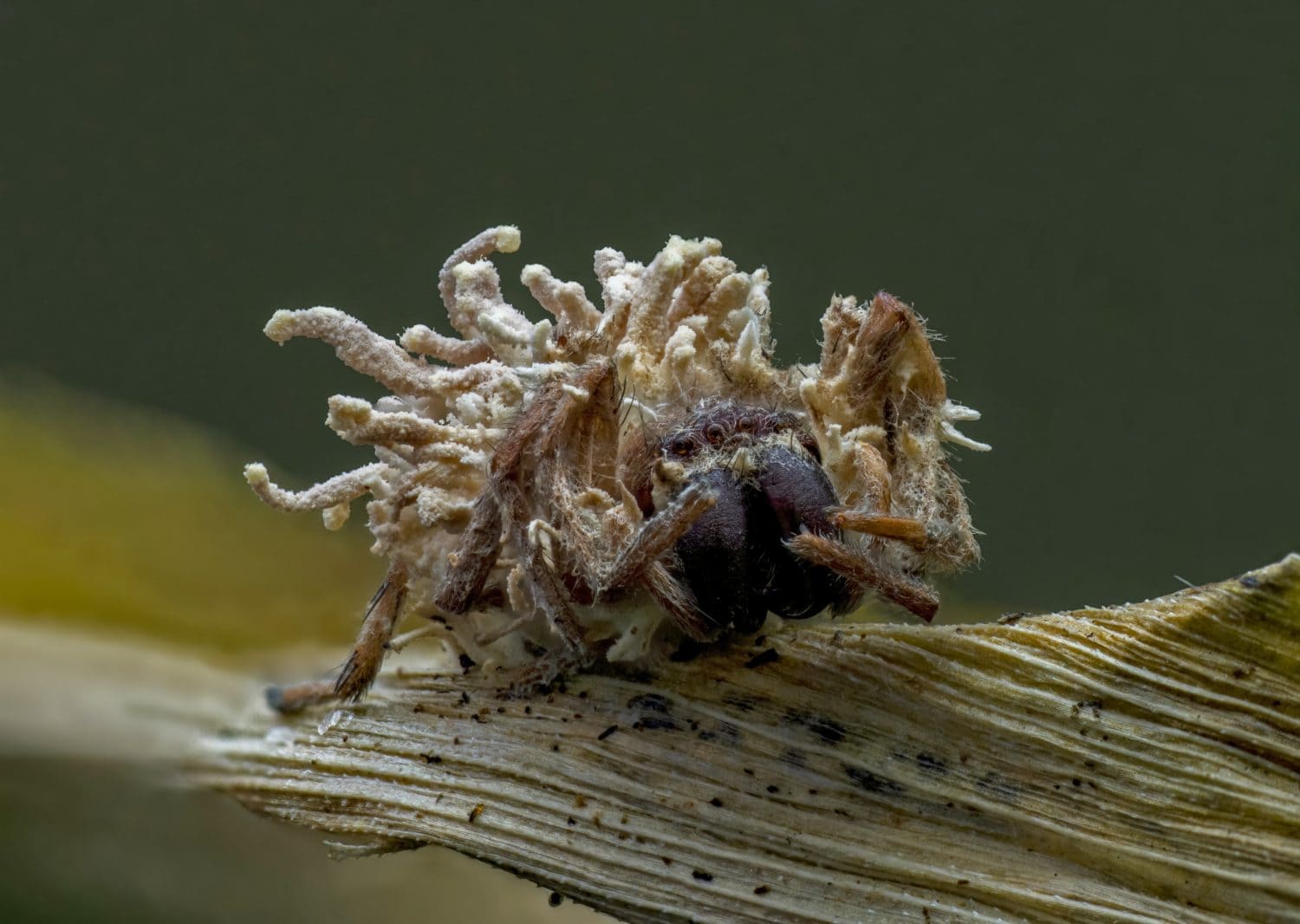 Spider infected by Torrubiella sp fungus