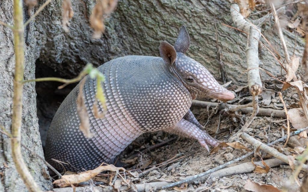 Nine-banded armadillo (Dasypus novemcinctus) getting out of a burrow in the United States. The nine-banded armadillo is a solitary, mainly nocturnal animal, found in many kinds of habitats.