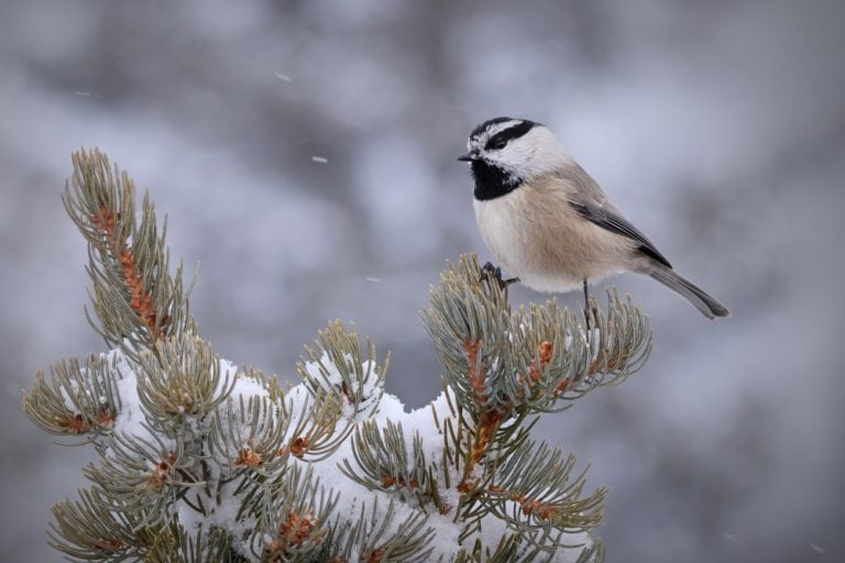Mountain chickadee (Poecile gambeli) in winter, Rocky Mountains, Colorado
