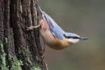 Eurasian Nuthatch