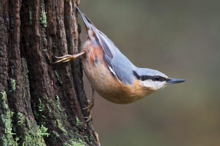 Eurasian Nuthatch
