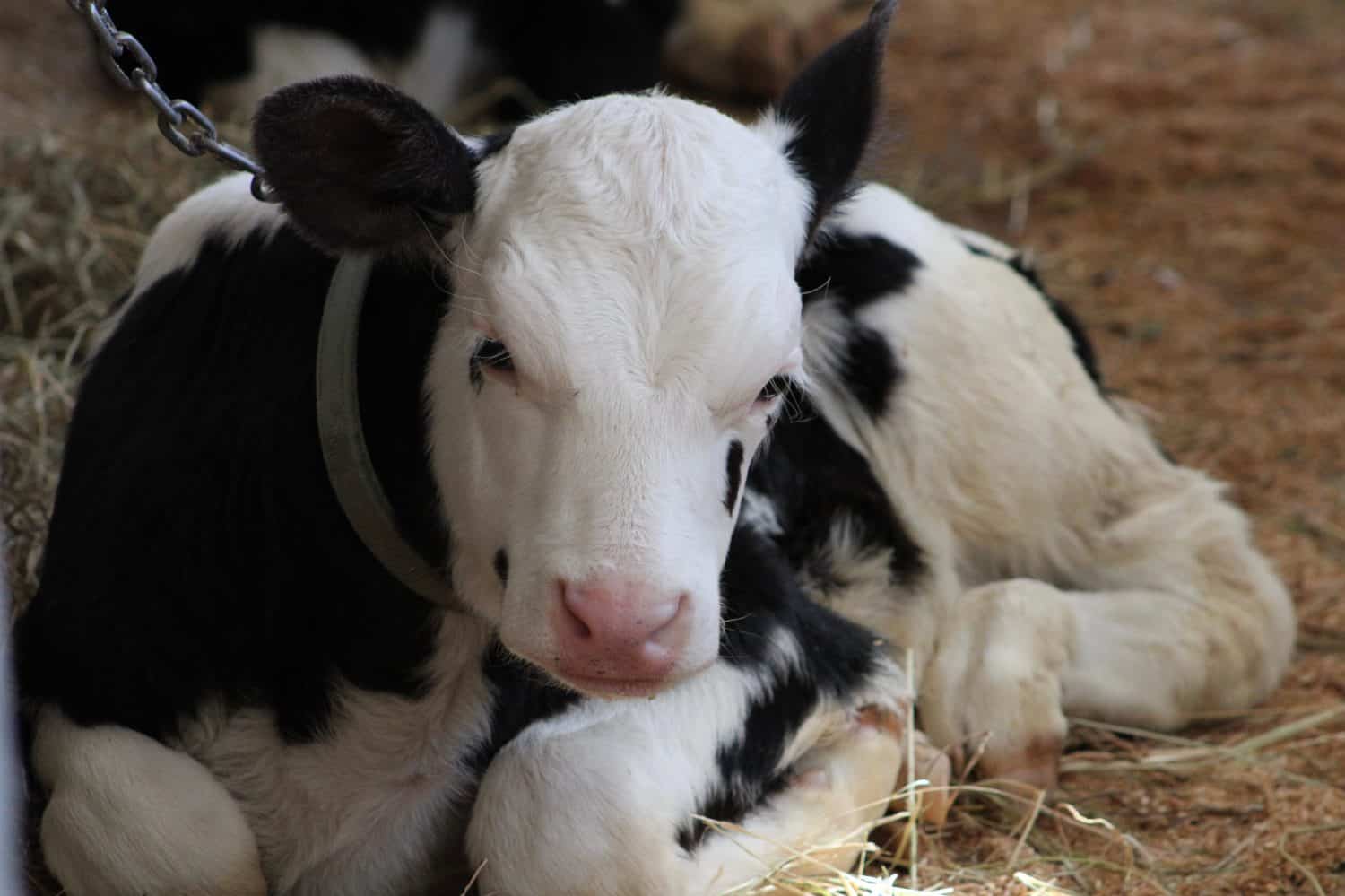 A small calf that is chained up with little to no room to move.