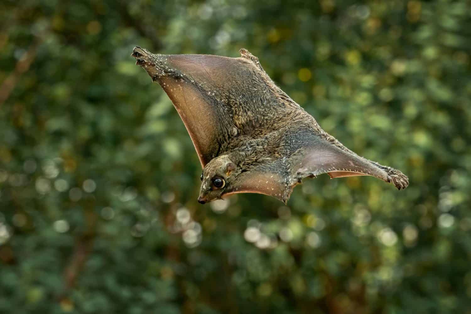 Flying lemur in the rainforest of Java, Indonesia.