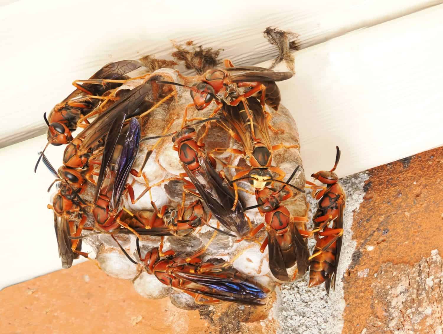 An Extreme Focus Stacked Close-up of a Colony of Red Paper Wasps Working Together on Their Nest
