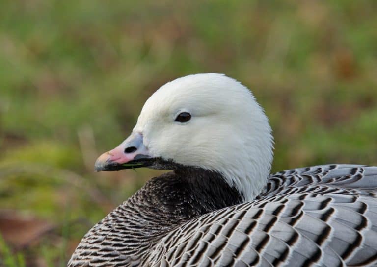 Emperor Goose