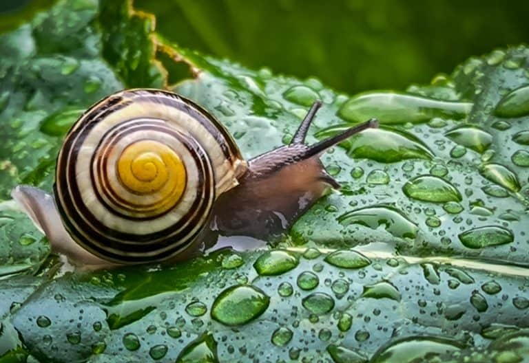 A snail with yellow and brown shell is creeping on the green leaf with a lot of water dew.It seems like the snail is very after the rain in the spring season,it is time to go out to find eating.