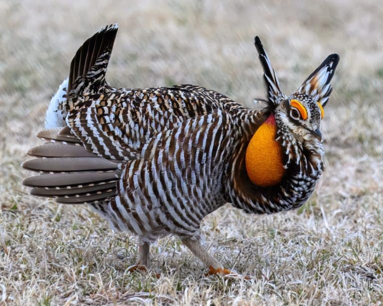 Greater Prairie-Chicken showing off his skills a the lek.