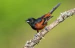 Orchard Oriole