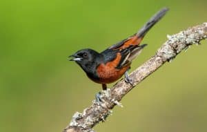 Male orchard oriole perched along the Saginaw Bay after spring migration.