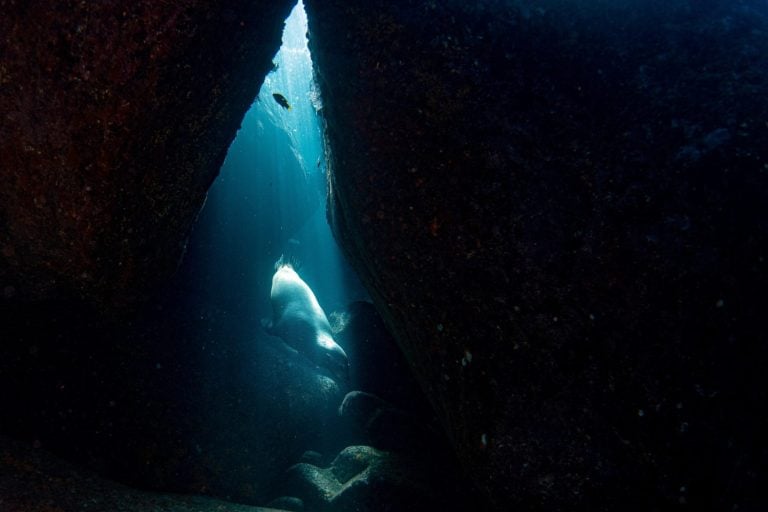 puppy sea lion seal coming to you underwater in cortez sea mexico