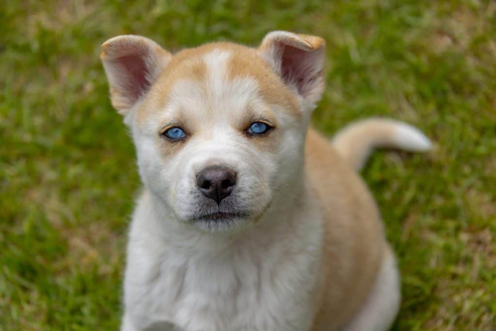 A fluffy puppy with a brown and white coat and bright blue eyes sits attentively on the grass. This mixed breed dog could be part Siberian Husky and Akita.