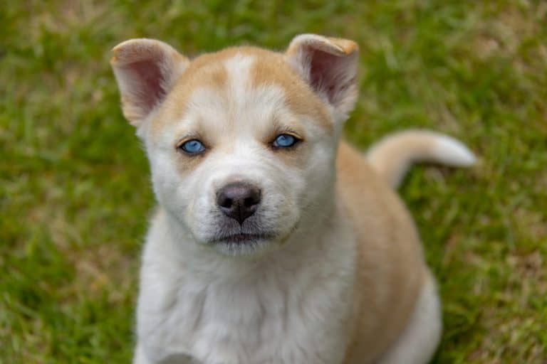 Huskita