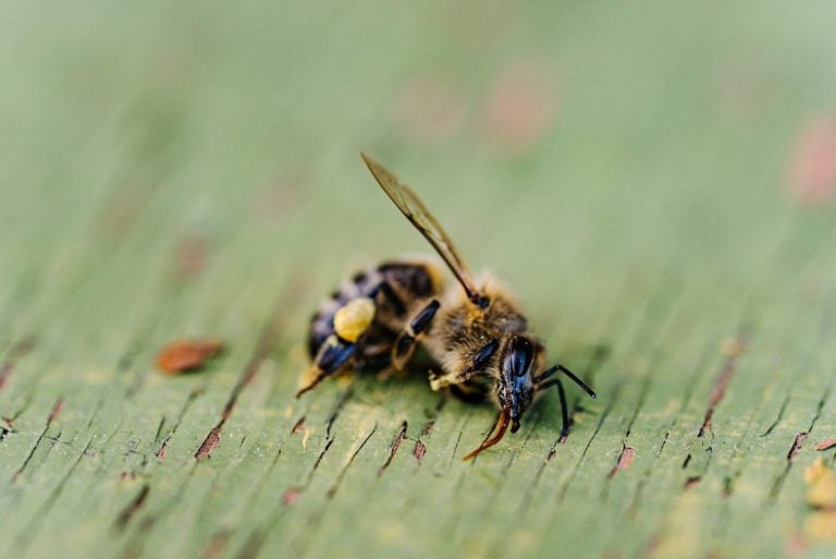 Close-up of dead honey bee on green surface with pollen. Extinction of insects due to treatment of fields with harmful pesticides, an environmental disaster.