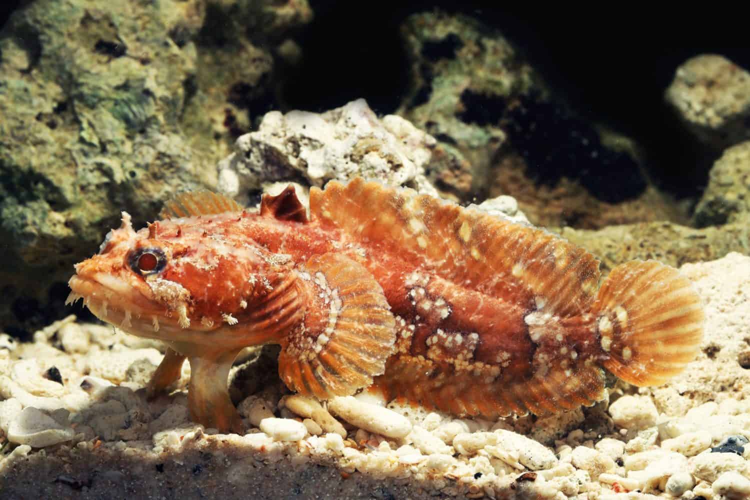 Orange Gulf toadfish (Opsanus beta) 