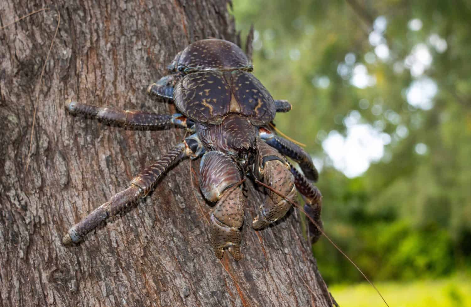 The Coconut or Robber Crab is the largest member of the hermit Crab family and are totally land based. They are large and powerful scavengers that can easily climb trees.