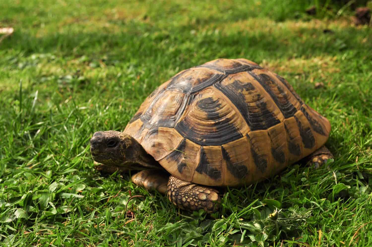 Hermann Tortoise UK Garden Kent