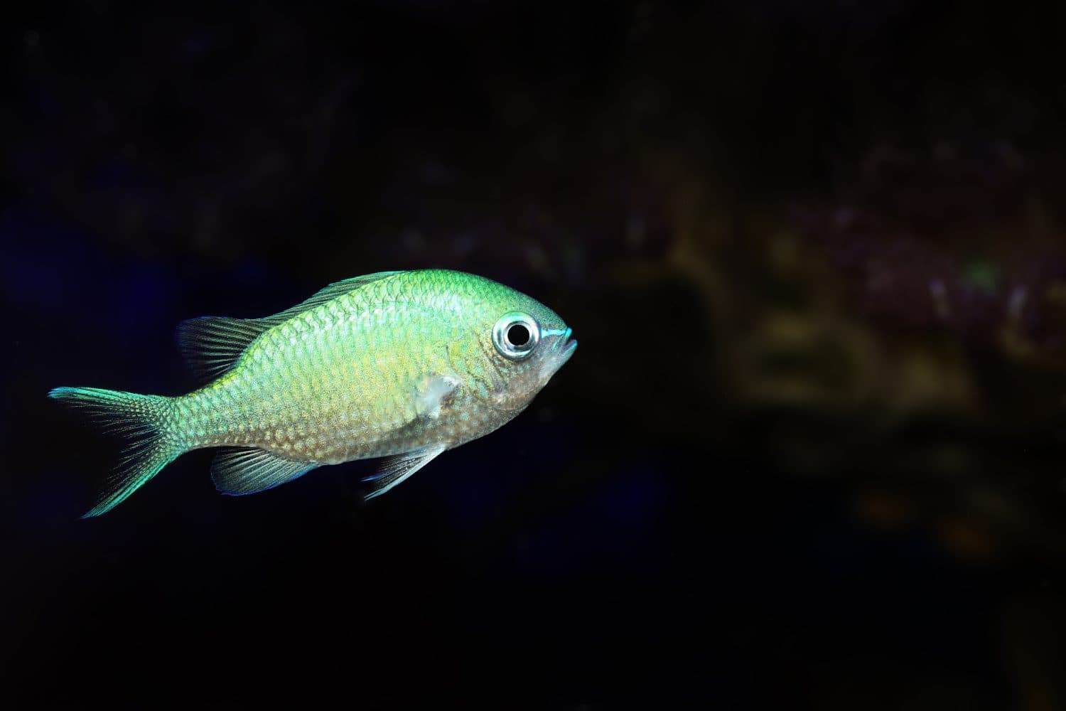 Blue Green damselfish (Chromis viridis)