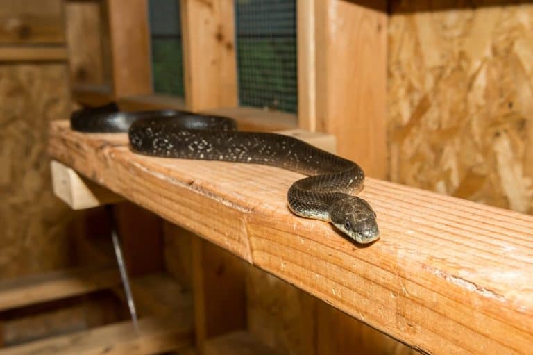 Black Rat Snake in a Chicken Coop