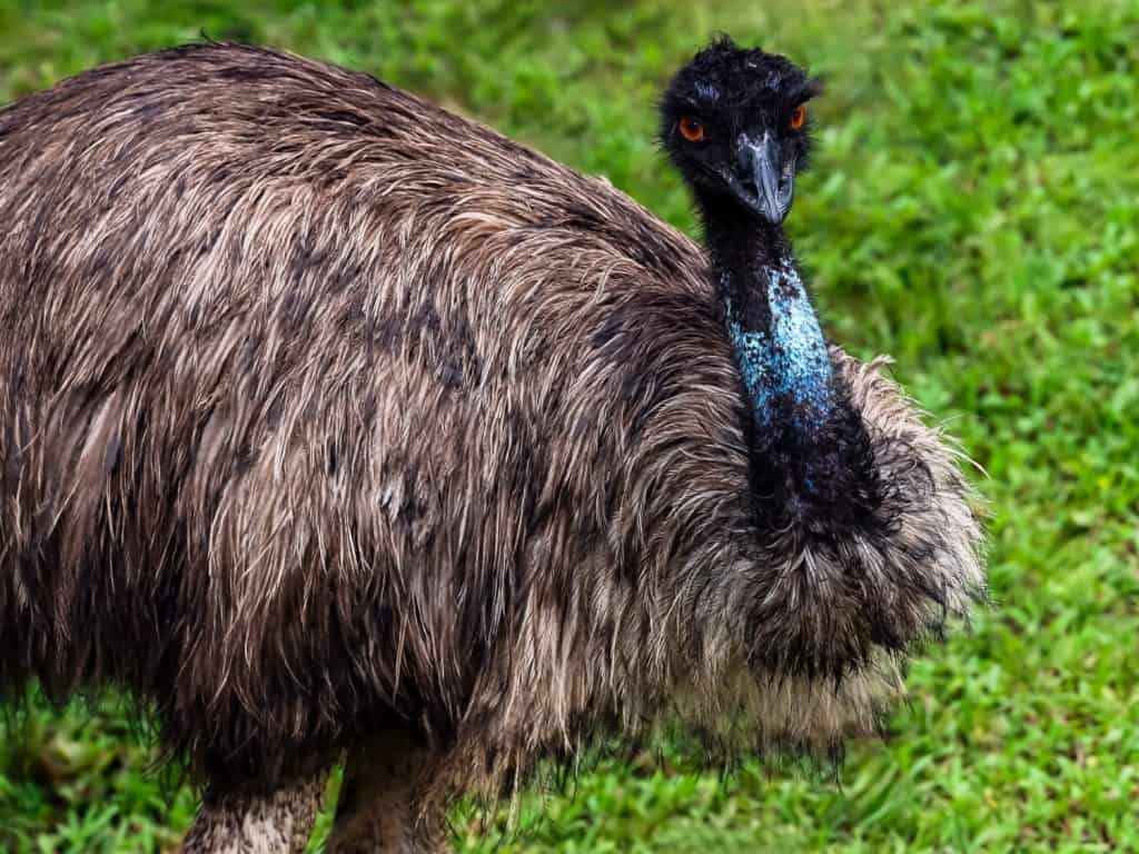 SINGAPORE- 11 AUG 2024: The Emu (Dromaius noaehollandiae), resident only in Australia, is the second largest living bird. The flightless adults are around 1.5 metres (5 feet) tall and weigh over 45kg.