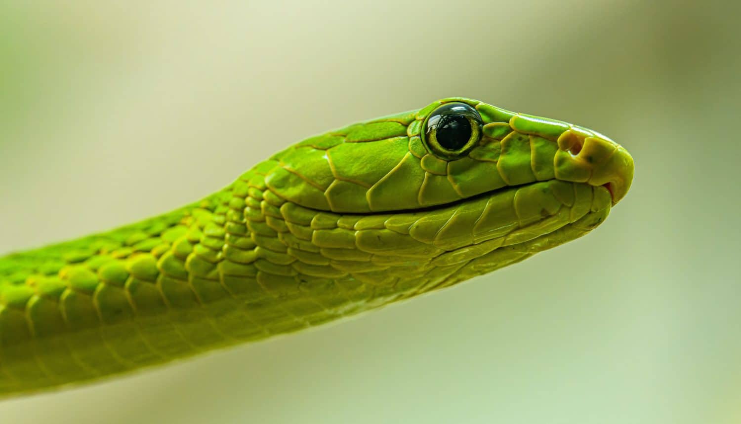 western green mamba (Dendroaspis viridis) portrait