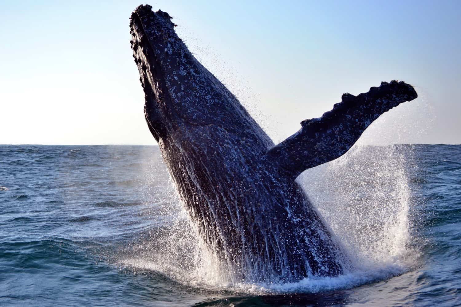 Humpback whale breaching, Algoa Bay, South Africa