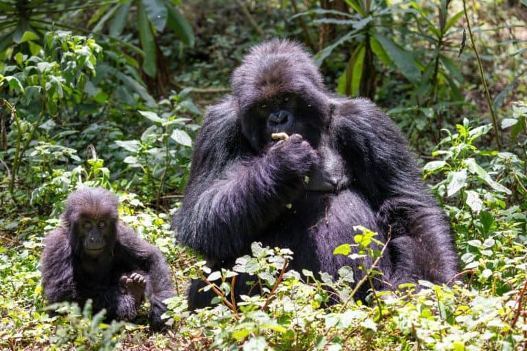 Mountain Gorillas Volcanoes National Park Rwanda Silverback and baby