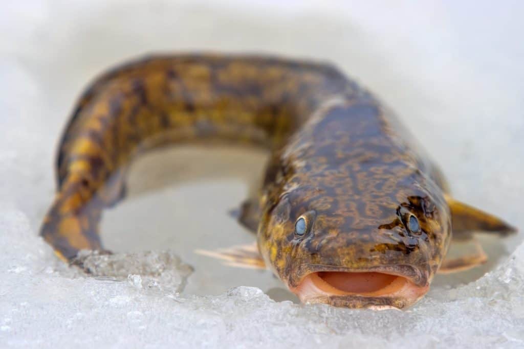 Ice fishing. Eelpout (Lota lota) in late winter on northern rivers. Fishing line for bottom (leger rig). It is close-up on thawed ice and hand. Unusual fish without scales and slippery as eel