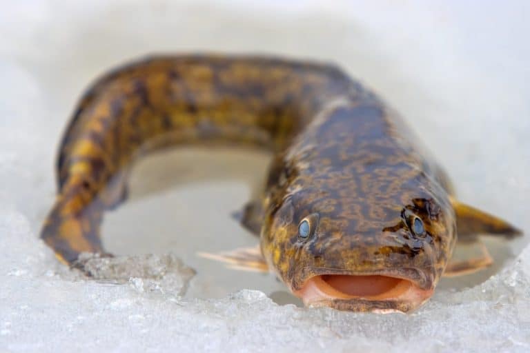 Eelpout