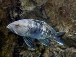 Black sea bass
