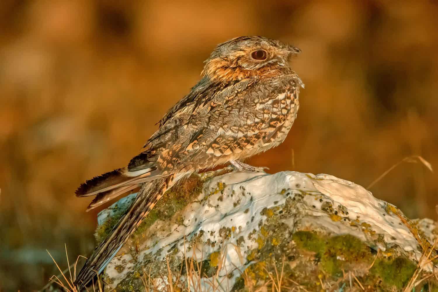 red-necked nightjar, in the Cazorla, Segura and Las Villas natural park.