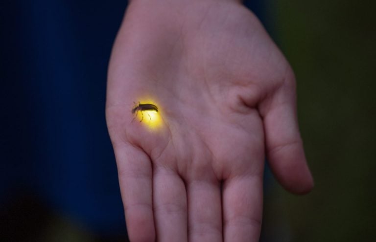 Close up of hand holding one glowing firefly