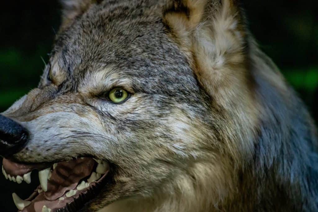A wolf with a fierce look on its face and teeth bared. The wolf's eyes are green, and it is angry