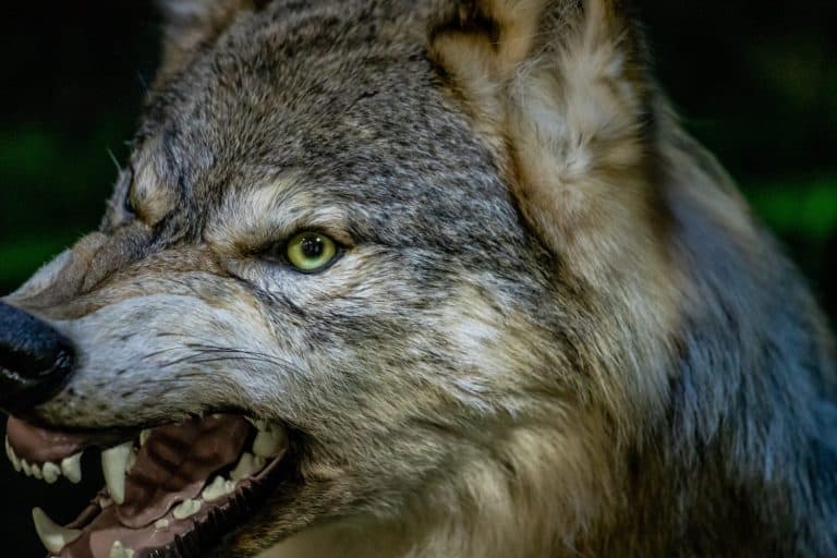 A wolf with a fierce look on its face and teeth bared. The wolf's eyes are green, and it is angry