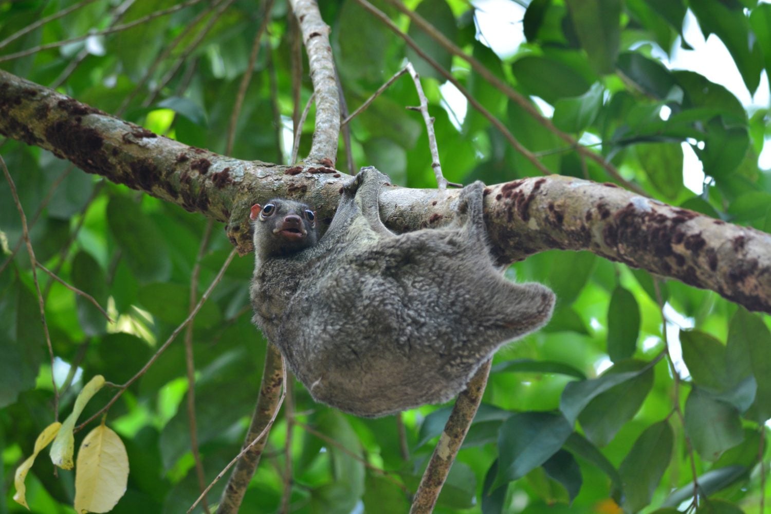 Flying Lemur (Galeopterus variegatus) clings to a tree and rests during the day (nocturnal animal), in Mu Ko Surin National Park, Thailand