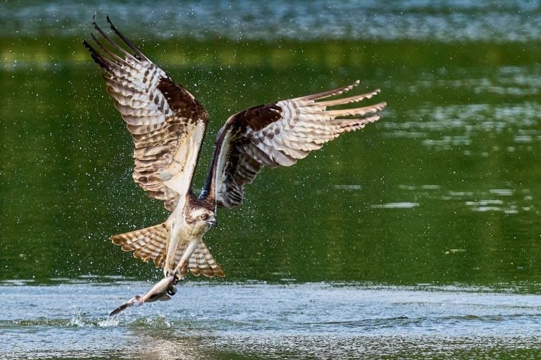 A selective focus of a flying osprey above a water holding a fish in Northeast Ohio
