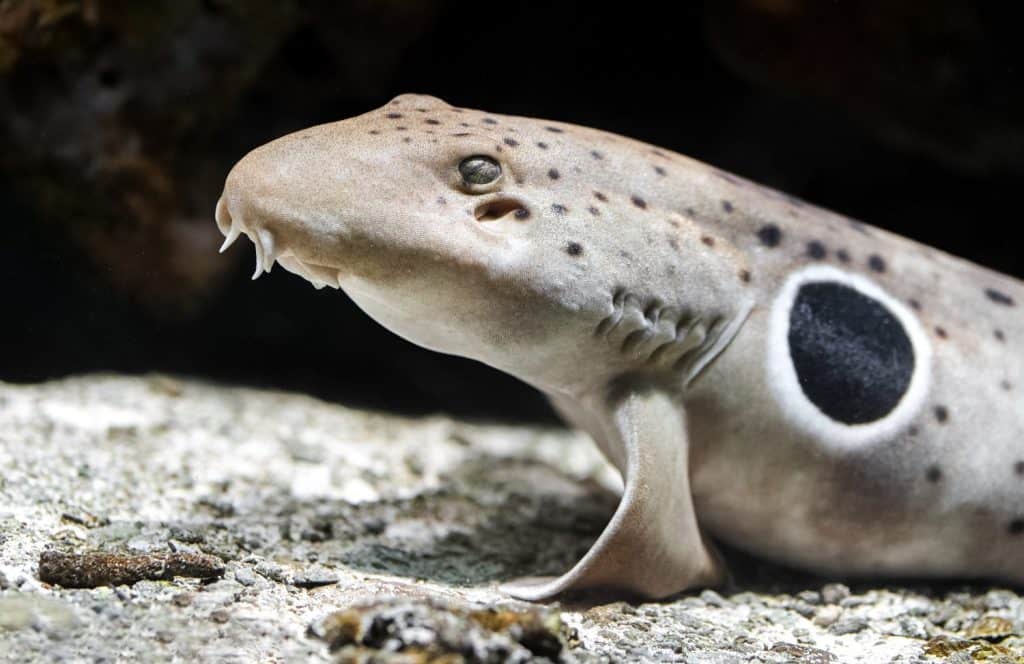 Close-up of an epaulette shark (Hemiscyllium ocellatum) resting on the ocean floor. This small reef shark, known for its ability to walk on pectoral fins, features a distinctive black spot.