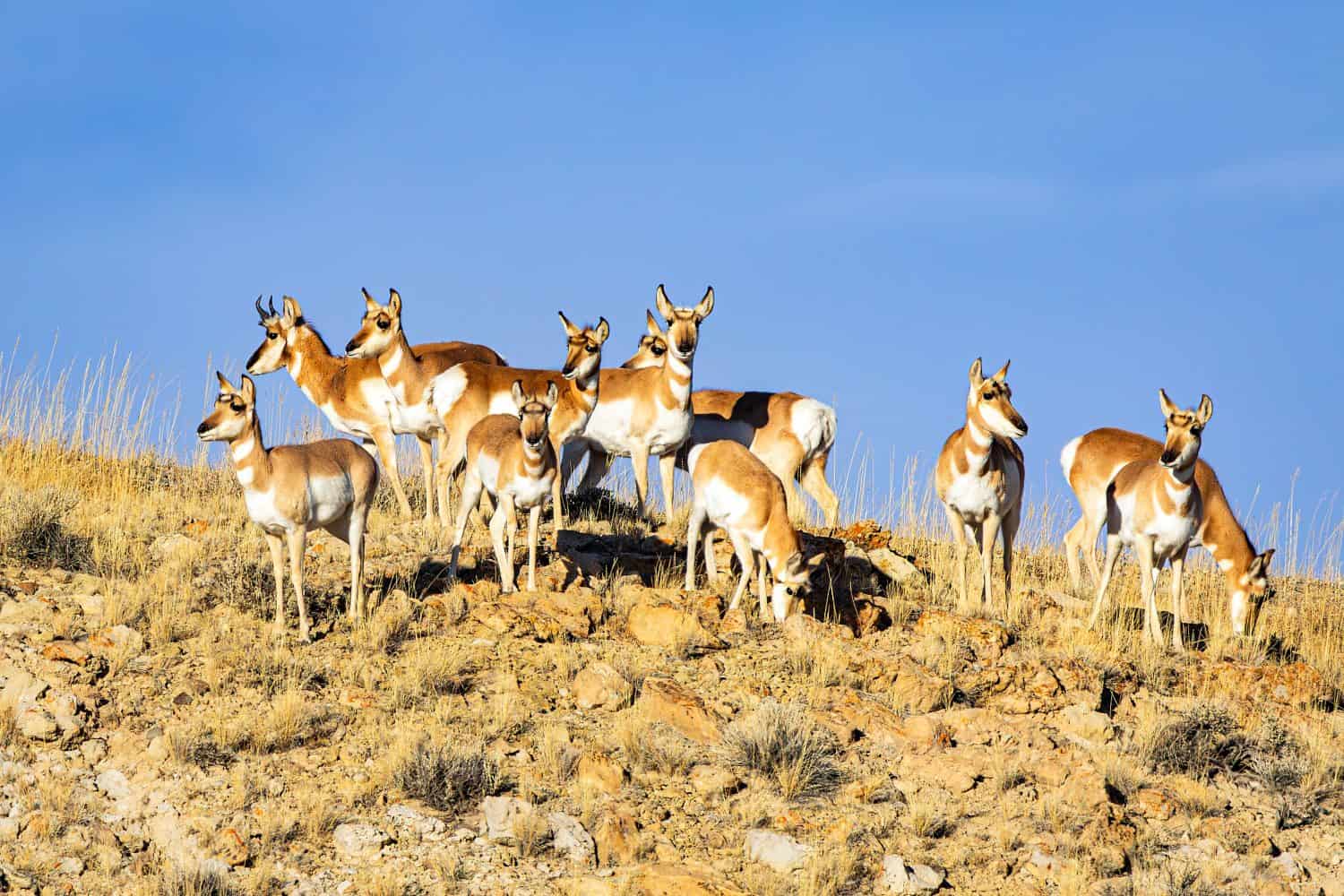 Pronghorn herd on the ridge of hill at sunset in the desert prairie of the Wyoming wilderness, USA