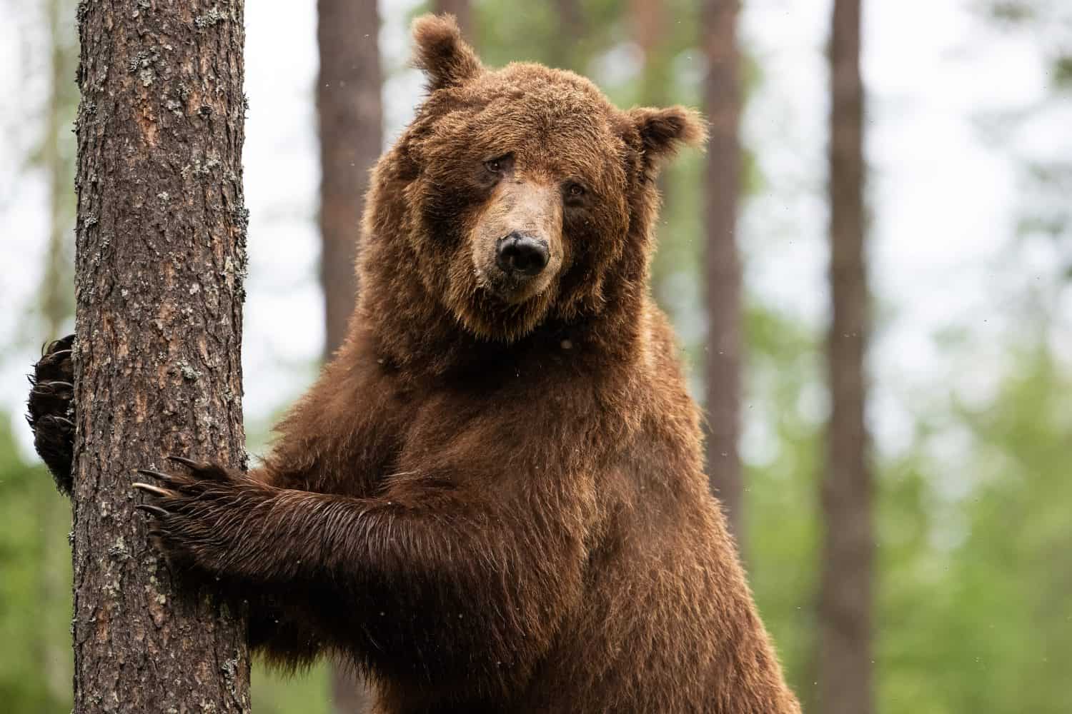 Brown bear standing and hugging a tree closeup