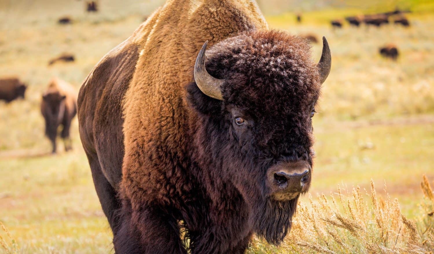 Close up photo of a big male American Buffalo with horns standing a a grass meadow in the early morning fall light in the Lamar Valley, Yellowstone National Park, Wyoming, USA.