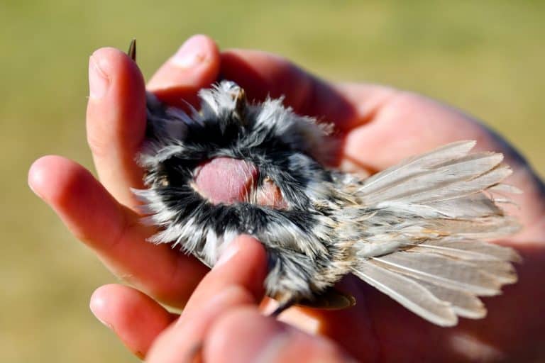 The image shows a bird with a brood patch, a featherless area on its abdomen used to transfer heat to eggs or chicks. The bird is gently held, with ruffled feathers around the patch.