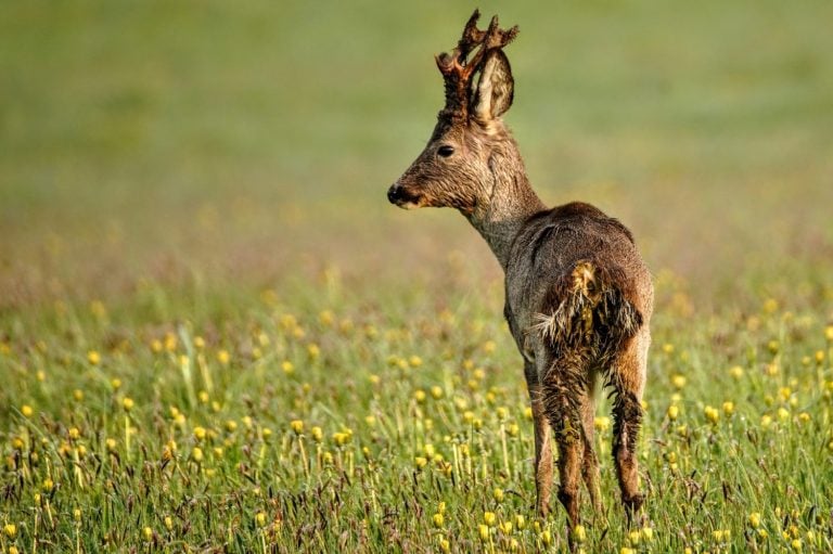 Sick Roe deer in spring